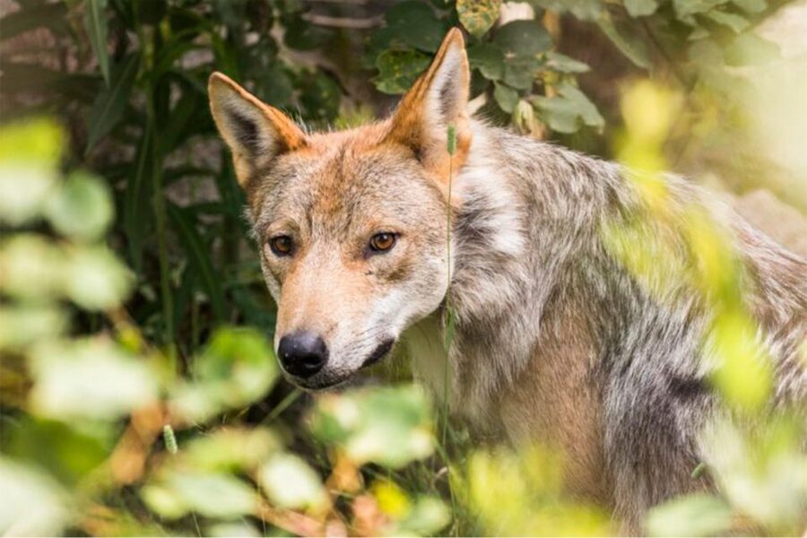 Rovaniemi: Ranua Zoo Ticket with Walking Tour and Lunch - Wildlife spotting tips: polar bears, foxes, and owls