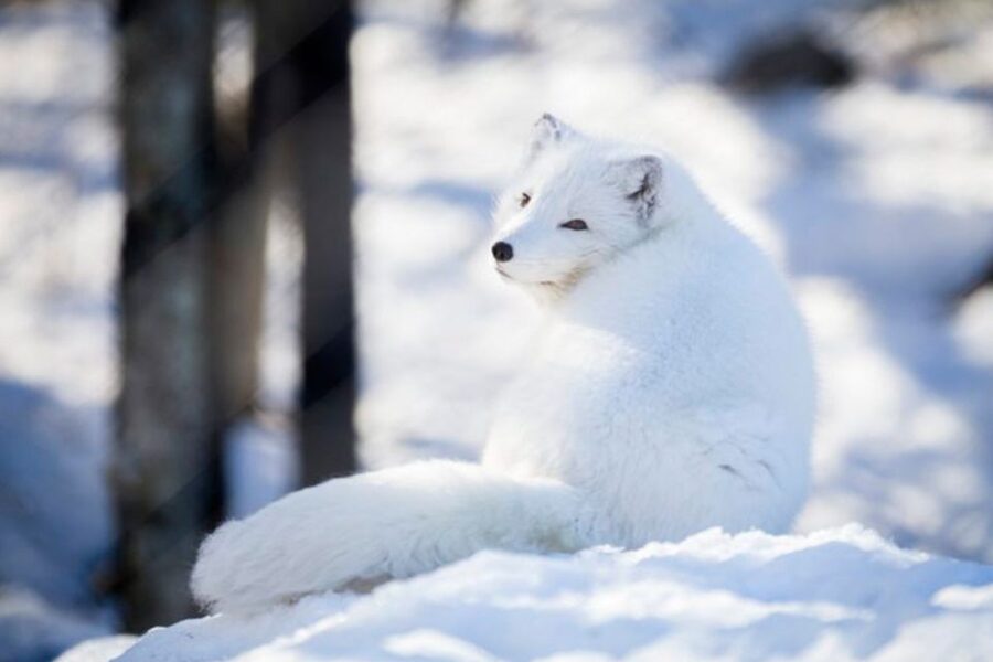 Rovaniemi: Ranua Zoo Ticket with Walking Tour and Lunch - Fazer Chocolate and the site shop: a practical sweet break