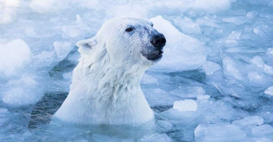 Rovaniemi: Ranua Zoo Ticket with Walking Tour and Lunch - Lunch at the zoo restaurant: warm fuel, plus a timing advantage
