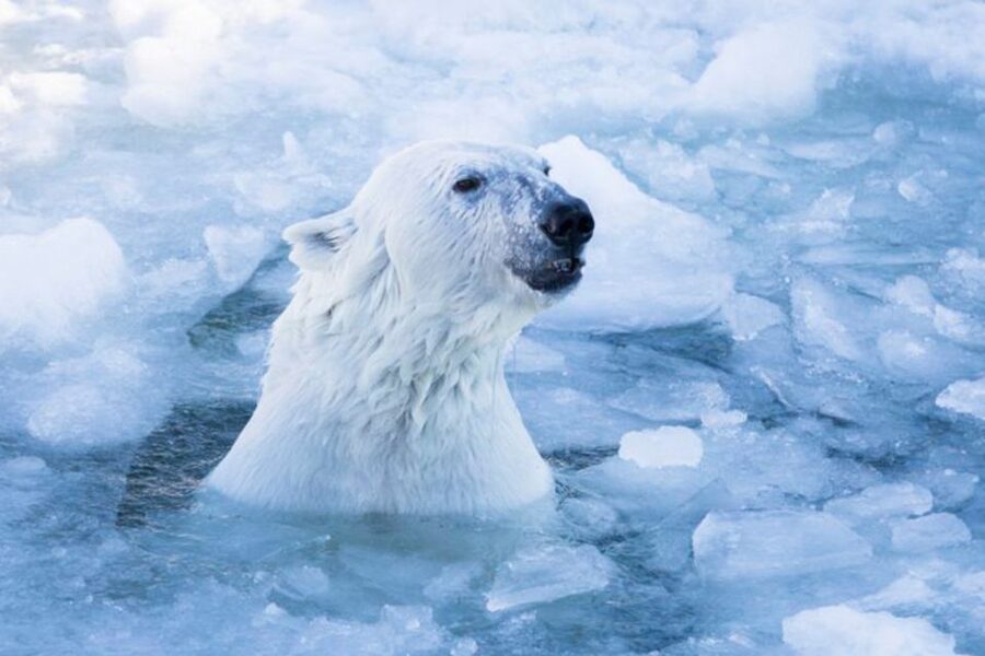 Rovaniemi: Ranua Zoo Ticket with Walking Tour and Lunch - The Zoo & You transfer: how your 5 hours actually feel