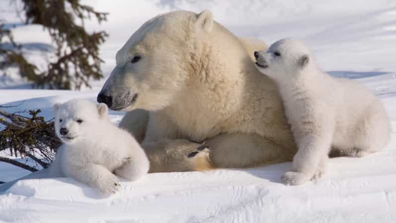 Rovaniemi: Ranua Zoo Visit with Lunch - Key Things You’ll Notice on This Day Trip
