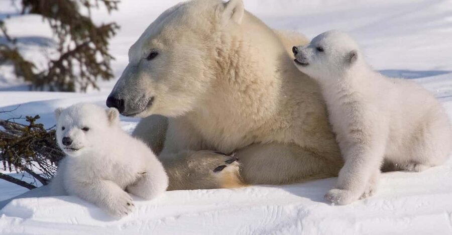 Rovaniemi: Ranua Zoo Visit with Lunch - Why Ranua Zoo Is the Arctic-Only Option From Rovaniemi