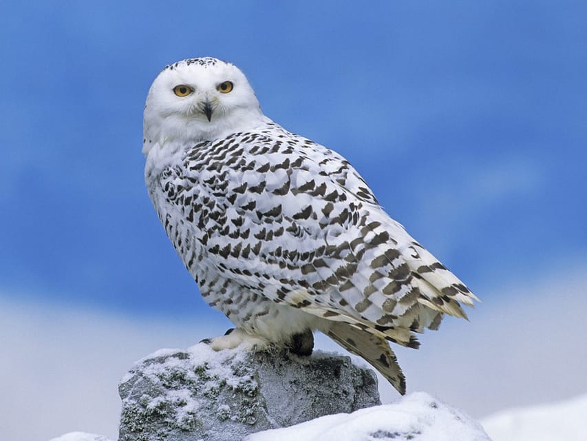 Rovaniemi: Ranua Zoo Visit with Lunch - How to Spot Elusive Owls and the Birds That Don’t Sit Still