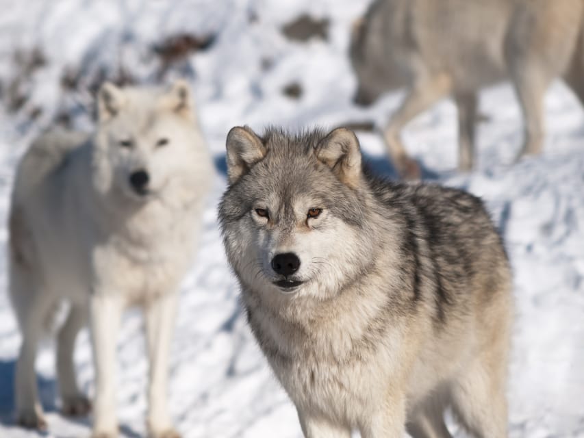Rovaniemi: Ranua Zoo Visit with Lunch - Price and Value: What $258 Really Buys You