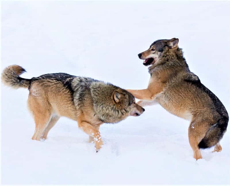 Rovaniemi: Ranua Zoo Wildlife Park Tour with hotel pickup - Key highlights worth planning for