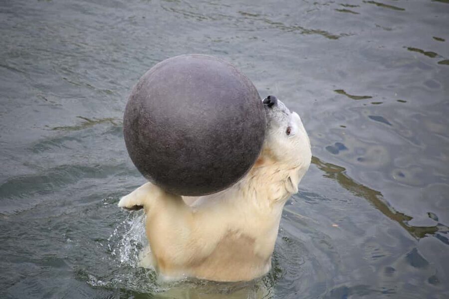 Rovaniemi: Ranua Zoo Wildlife Park Tour with hotel pickup - From Rovaniemi to Ranua Zoo: the comfortable drive that sets the tone