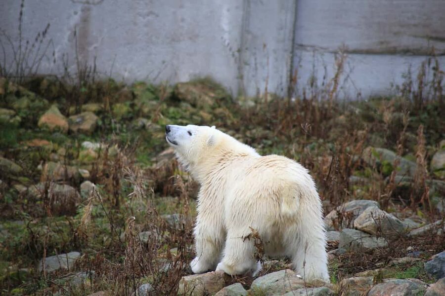 Rovaniemi: Ranua Zoo Wildlife Park Tour with hotel pickup - Polar bears up close: why this park is a strong choice in Lapland