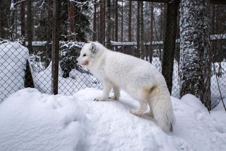 Rovaniemi: Ranua Zoo Wildlife Park Tour with hotel pickup - Who this tour is best for