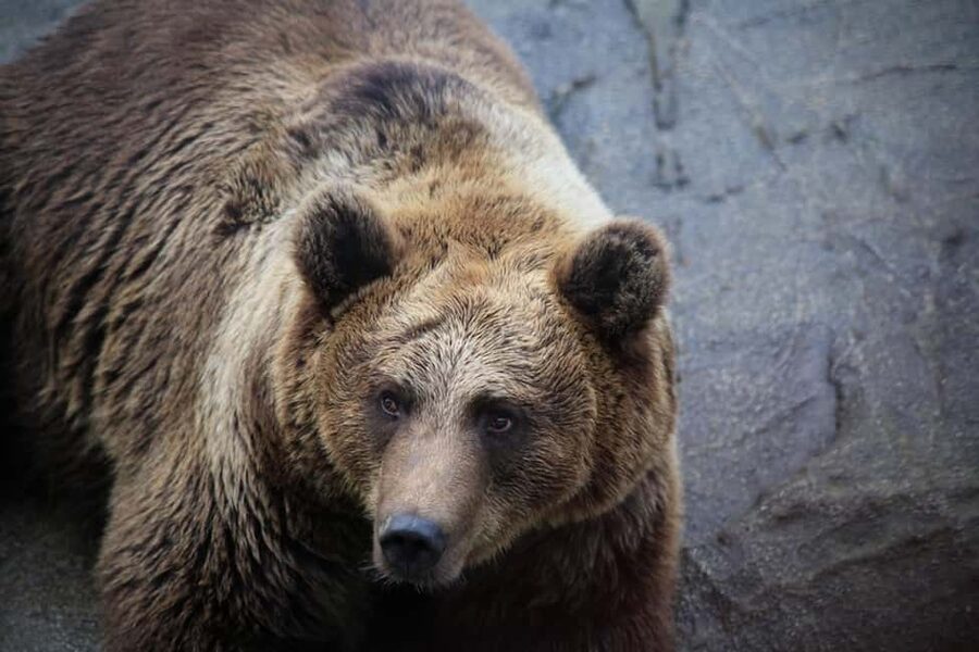 Rovaniemi: Ranua Zoo Wildlife Park Tour with hotel pickup - Arrival at Ranua Zoo: tickets, tips, and a walk that fits real winter legs