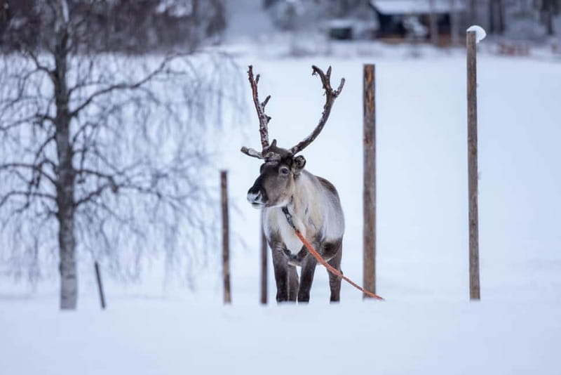 Rovaniemi: Reindeer Experience with Sleigh Ride - Key points to know before you go