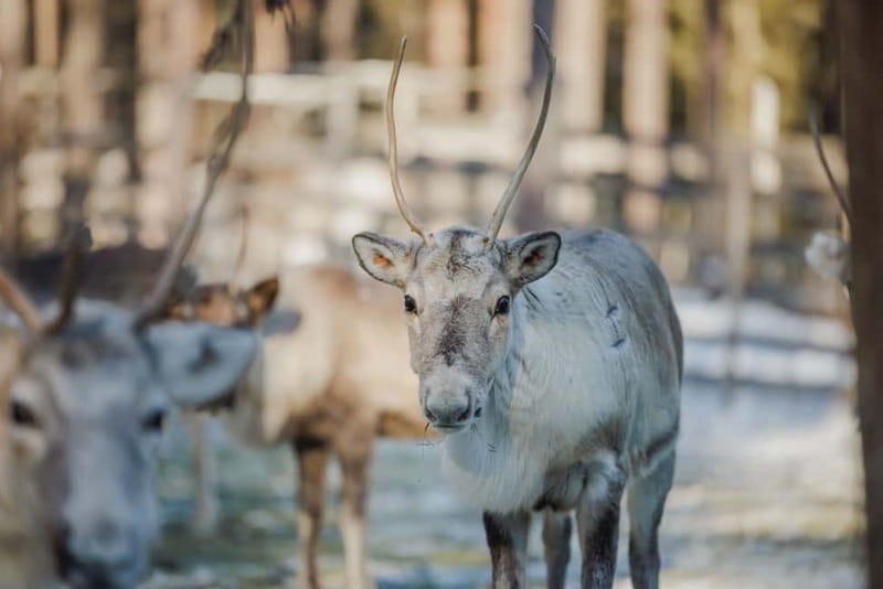 Rovaniemi: Reindeer Experience with Sleigh Ride - Why this Rovaniemi reindeer sleigh ride feels worth it