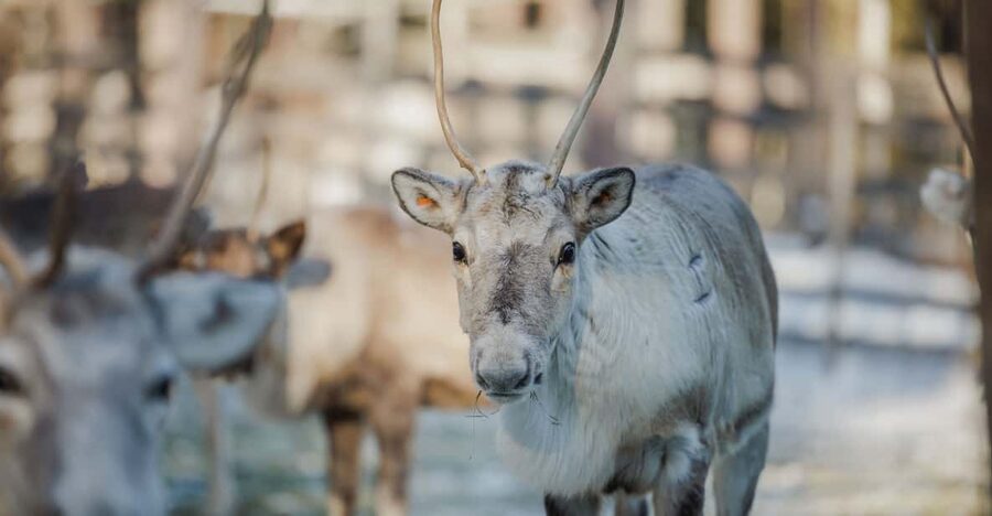 Rovaniemi: Reindeer Experience with Sleigh Ride - The warm hut break: hot juice, biscuits, and real stories