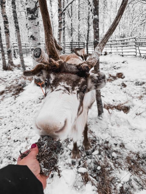 Rovaniemi: Reindeer Experience with Sleigh Ride - Logistics you should plan for: timing, bags, and photos