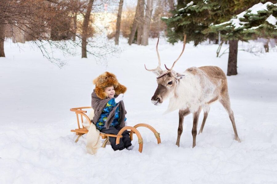 Rovaniemi: Reindeer Farm Tour with Sledge Ride & Pickup - Key things I’d mark on your mental checklist