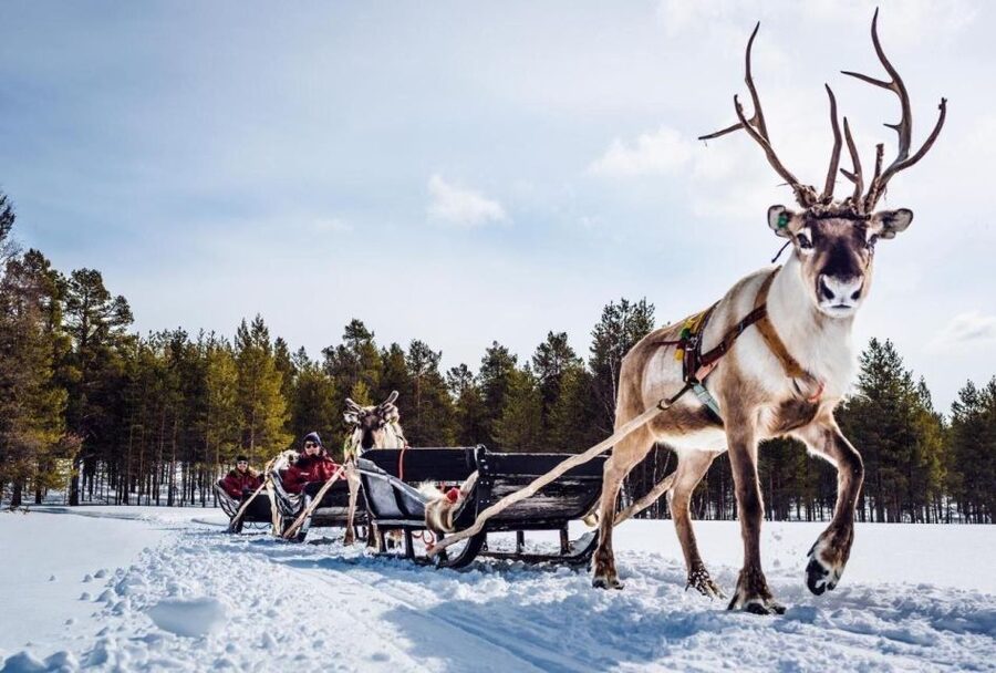 Rovaniemi: Reindeer Farm Tour with Sledge Ride & Pickup - Pickup in Rovaniemi: Door-to-Door, Small Group Size 8