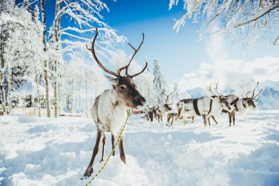Rovaniemi: Reindeer Farm Tour with Sledge Ride & Pickup - Sledge Ride When Snow Allows: Driving the Reins Safely