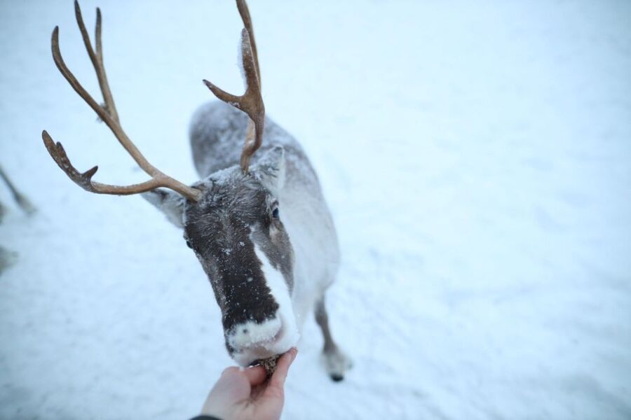 Rovaniemi: Reindeer Farm Tour with Sledge Ride & Pickup - Should You Book This Rovaniemi Reindeer Farm Tour?