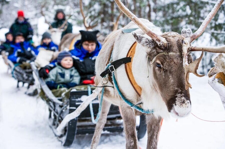 Rovaniemi: Reindeer Farm Visit and Sleigh Ride with transfer - Key highlights to know before you go