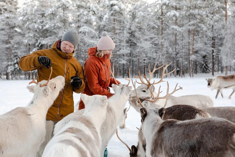 Rovaniemi: Reindeer Farm Visit and Sleigh Ride with transfer - At the Sámi Reindeer Farm: Feeding Time and Herd Up-Close Moments