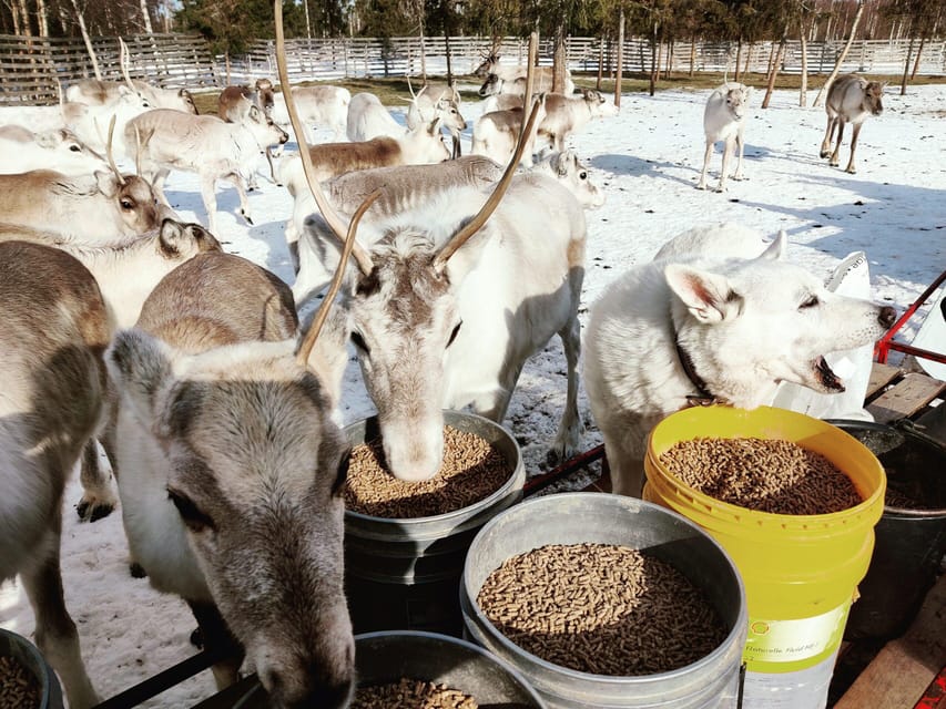 Rovaniemi: Reindeer Farm Visit and Sleigh Ride with transfer - Cozy Kota-Hut Stories: What the Cultural Stop Adds
