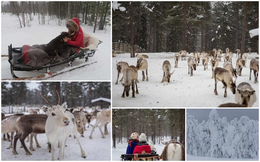 Rovaniemi: Reindeer Farm Visit and Sleigh Ride with transfer - The Reindeer Sled Ride: Short, Scenic, and Better If You Know What to Expect