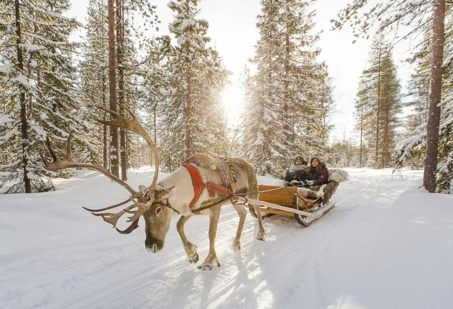 Rovaniemi: Reindeer Farm Visit and Sleigh Ride with transfer - Warm Drink, Cookies, and Snacks: The Comfort Factor