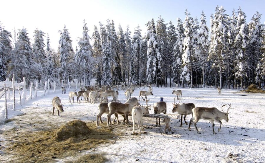 Rovaniemi: Reindeer Farm Visit and Sleigh Ride with transfer - Price and Value: Is $117 Fair for What You Receive?