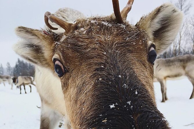 ROVANIEMI: Reindeer Farm Visit and Walking - Key highlights you’ll care about