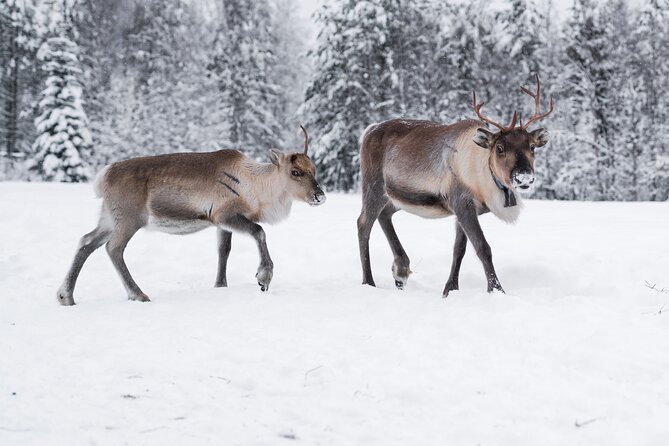 ROVANIEMI: Reindeer Farm Visit and Walking - A real Lapland reindeer day in Rovaniemi, not a drive-by show