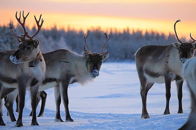 ROVANIEMI: Reindeer Farm Visit and Walking - Meet the reindeer herd where they actually live