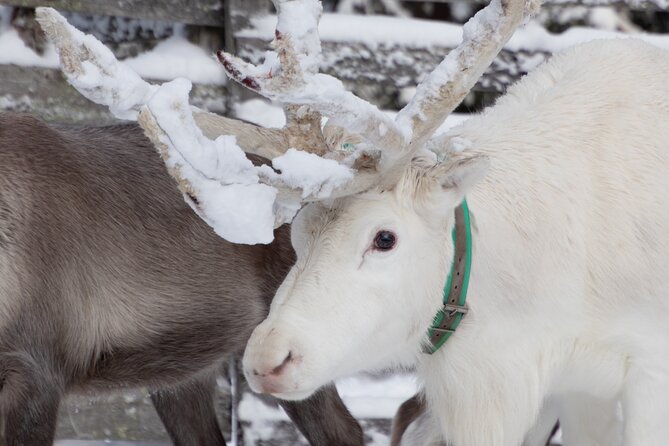 ROVANIEMI: Reindeer Farm Visit and Walking - Sámi herding stories you can actually use to understand what you see