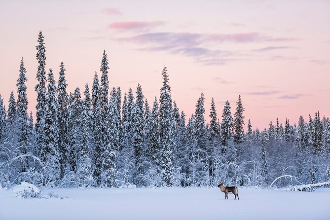 ROVANIEMI: Reindeer Farm Visit and Walking - Warm up by the fire: hot cocoa, snacks, and a cozy break