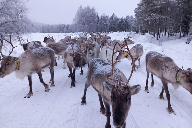 ROVANIEMI: Reindeer Farm Visit and Walking - Reindeer walking in the winter forest: quiet, slow, and special