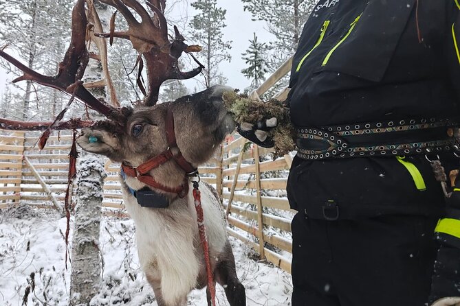 ROVANIEMI: Reindeer Farm Visit and Walking - What’s included, what’s not, and how to dress for real winter
