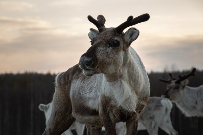 ROVANIEMI: Reindeer Farm Visit and Walking - Getting picked up in Rovaniemi and heading to the farm