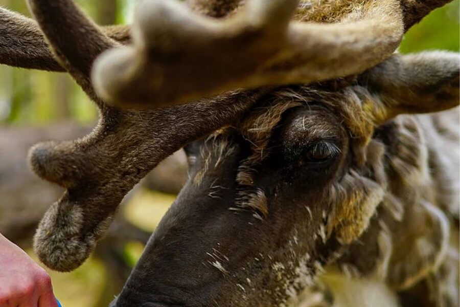 Rovaniemi: Reindeer Farm Visit in the Summer - Key things to know before you go