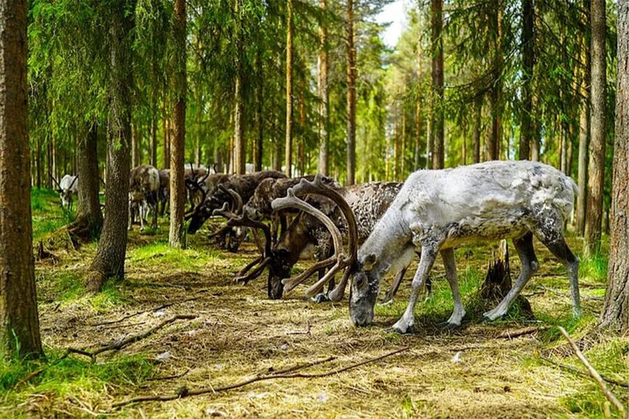 Rovaniemi: Reindeer Farm Visit in the Summer - Group size and scheduling notes that can affect your day