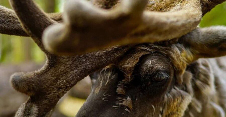 Rovaniemi: Reindeer Farm Visit in the Summer - Meeting the herders: Lappish daily life around the herd