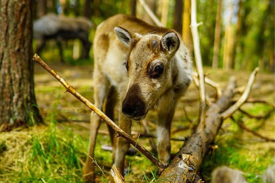 Rovaniemi: Reindeer Farm Visit in the Summer - The reindeer feeding and photo time you’ll want to plan for