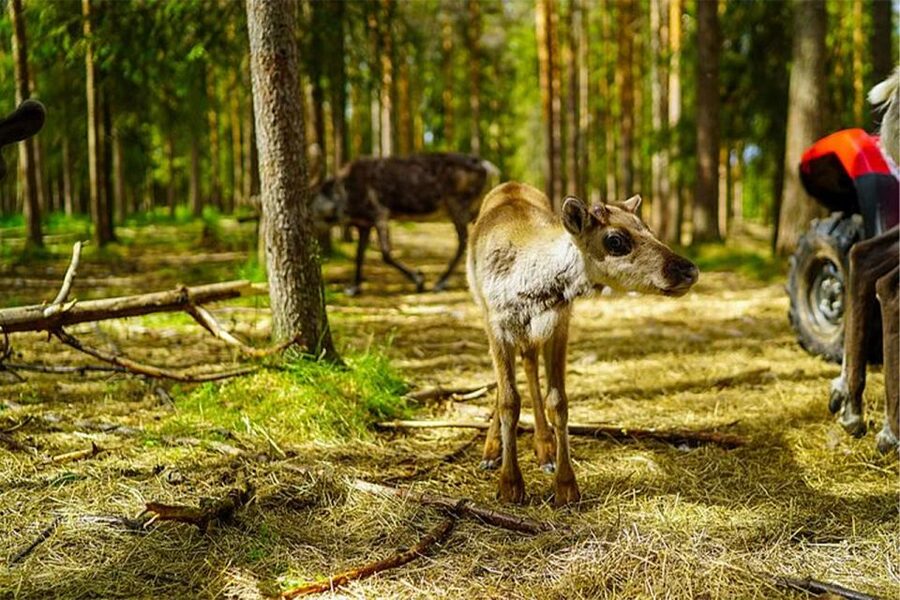 Rovaniemi: Reindeer Farm Visit in the Summer - Farm snacks, hot drinks, and a buffet lunch on site