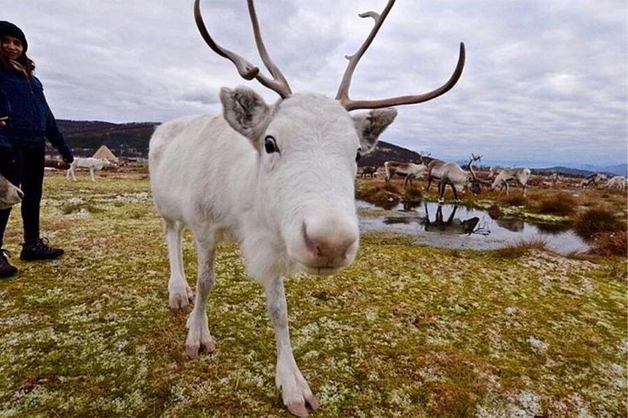 Rovaniemi: Reindeer Farm Visit in the Summer - How the 2.5-hour format feels in real time