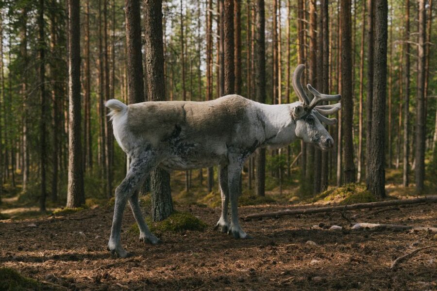 Rovaniemi: Reindeer Farm Visit with Photographer - Professional photos: more than snapshots, less stress in the cold