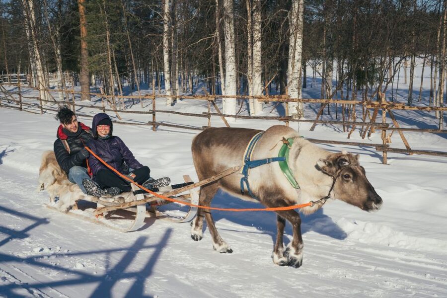 Rovaniemi: Reindeer Farm Visit with Photographer - Seasonal reality check: what changes across the year