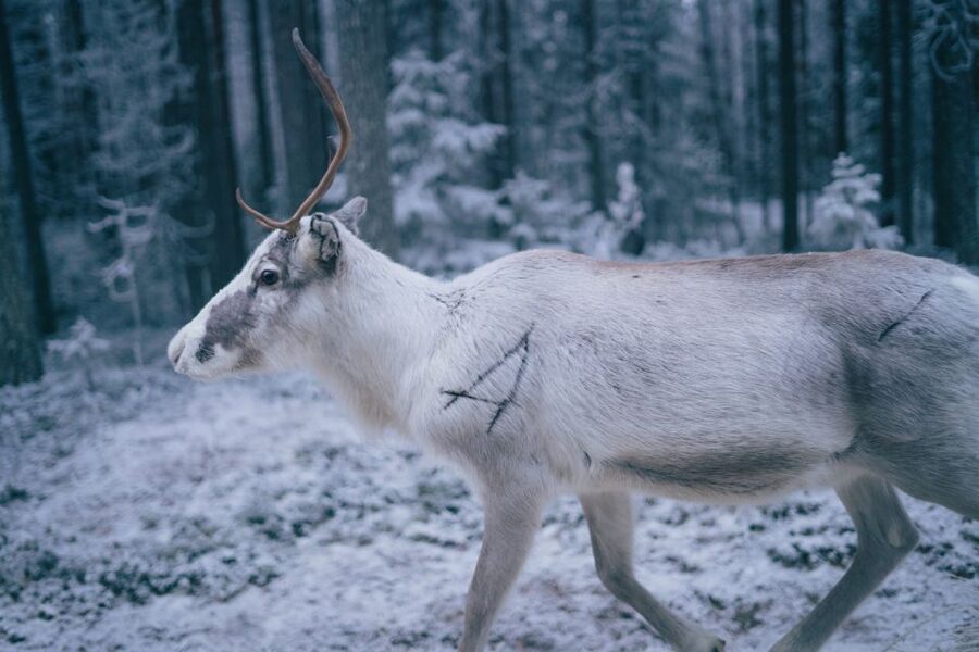 Rovaniemi: Reindeer Farm Visit with Photographer - Should you book it? My honest call for different travelers