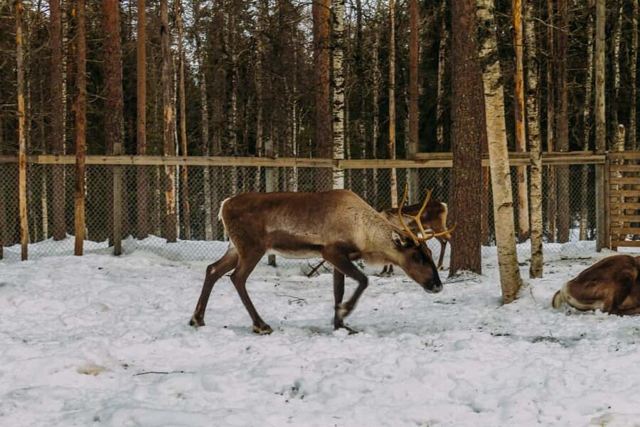 Rovaniemi: Reindeer Farm Visit with Sleigh Ride & Pickup - Key Things You’ll Notice on This Tour