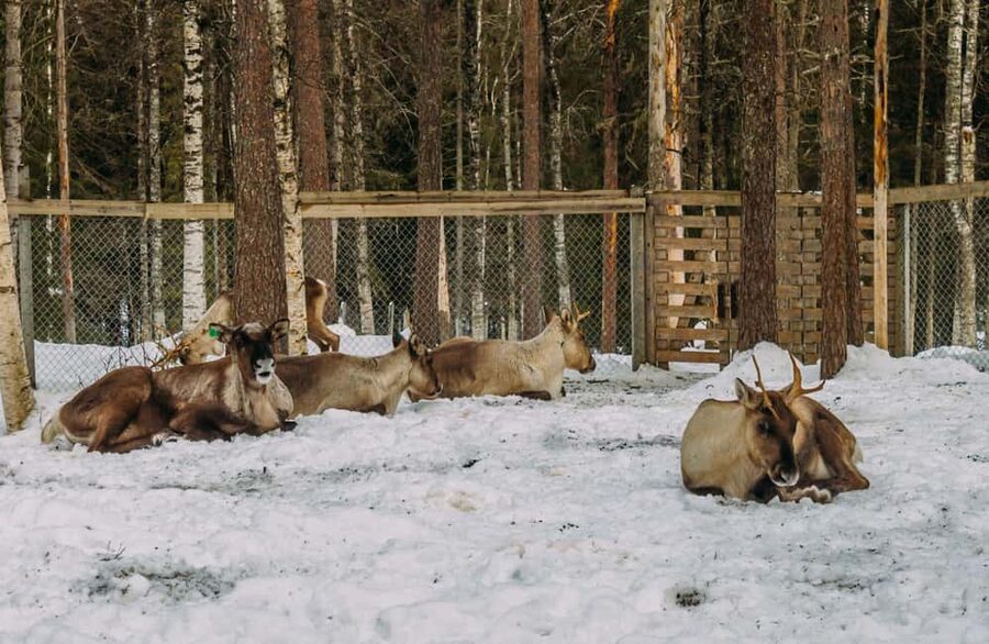 Rovaniemi: Reindeer Farm Visit with Sleigh Ride & Pickup - The Route Stops: Horse Riding and a Photo/Guide/Camp Interlude