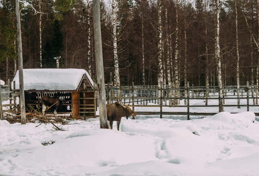 Rovaniemi: Reindeer Farm Visit with Sleigh Ride & Pickup - Pickup in Rovaniemi: Comfortable Van Ride and the 10:30/11:30 Timing