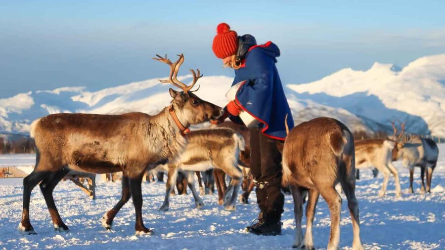 Rovaniemi: Reindeer Farm Visit with Sleigh Ride & Snacks - Two hours in Lapland: what you really get for the price