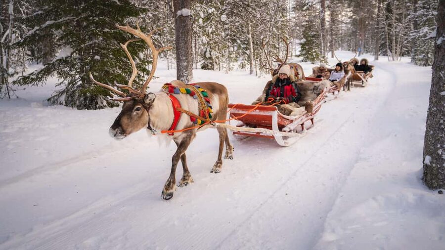 Rovaniemi: Reindeer Farm Visit with Sleigh Ride & Snacks - The sleigh ride through snow: short distance, big feeling