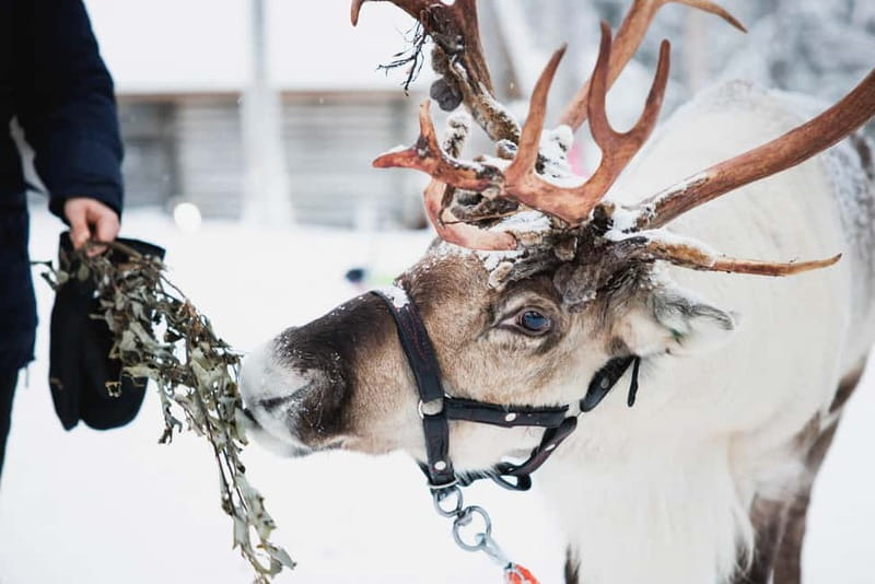 Rovaniemi: Reindeer, Huskies & Santa Claus Village - Reindeer Manor: The 500m Ride and the Reindeer Sledge Driver’s License